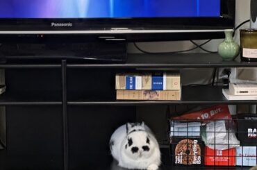 Franklin with the paw out
