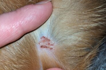Cut on bunny