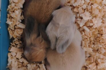 My 9 day old baby bunnies :')