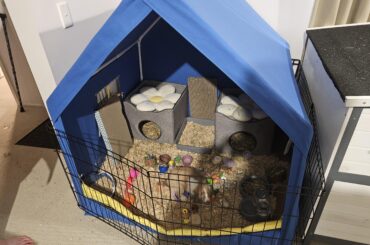 Bunny bedroom for two adorable minilops
