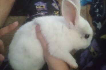 Can someone estimate the age of my bunny?