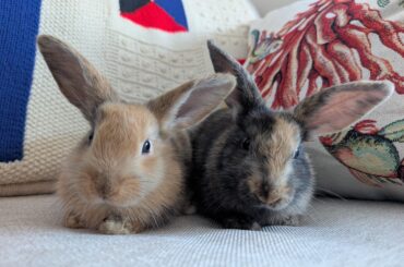 I am so glad I got these little girls!