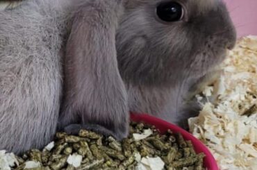 This is Simon, my new bun