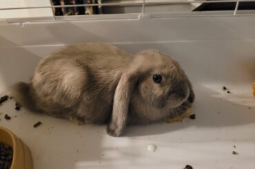 Is my bunny offended by me?