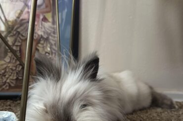 Another Lazy Bunday