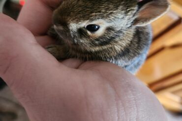 Was raising wild bunnies the right thing to do despite fearing for their safety?