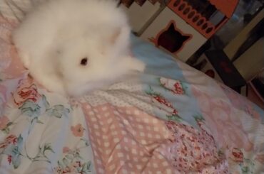 Bunny sleepover