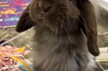Welcome to your forever home little man