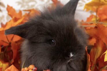Name ideas!!