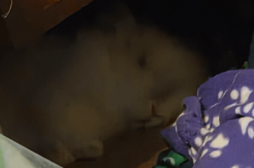 Sleepy boy