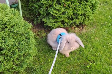 My Bunny's first time outside❤❤