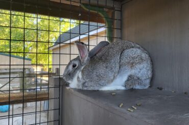 He has fat bunny disease😔💔