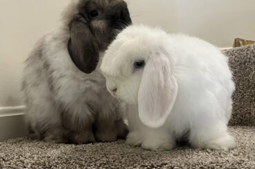 Husband finally agreed to adopting a bunny… then I fell in love with a bonded pair