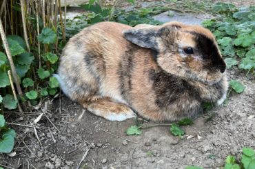 Little bun bun always showing her hind legs, but never front paws when relaxing