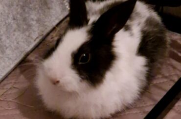 Bonding with a baby bunny