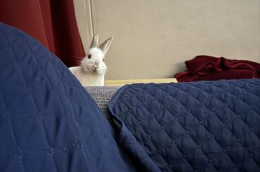 Spot the Bunny…