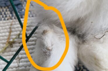 Growth on our bunny’s foot