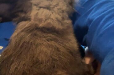 How can I get my family to better listen to me when it comes to my rabbit?