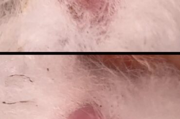 Baby bunny gender