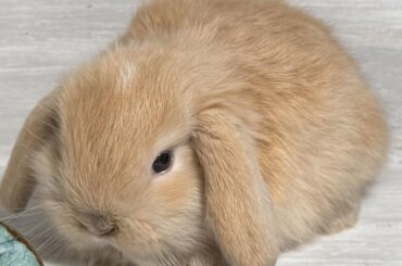 I’m getting a new bunny in nearly a week!