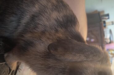 Buns ear finally flopped