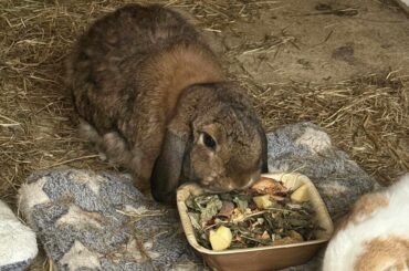 First Gotcha Day for Flopsy!!!