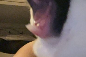 overgrown teeth