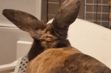 Please share your best tips and advices on grooming your bunnies! What's the best way to brush the hair off when they're shedding?