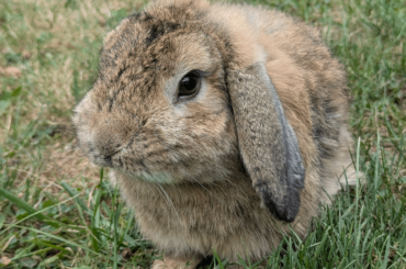 Caught the lop that was dumped at my parents' house...