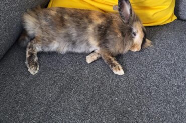 Snuffleupagus the couch bunny