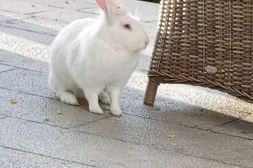 This bunny was exploring the area when I took the photo 🐇
