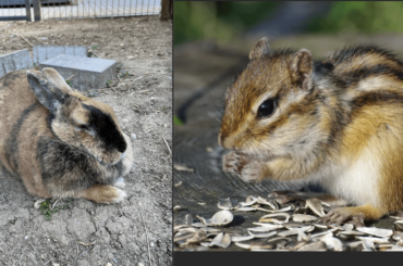 My bunny kinda looks like a chipmunk