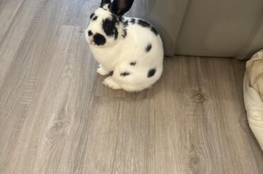 Considering the snip!