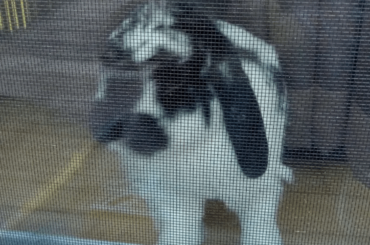 Grandma took a picture of Poppy while she was working on the deck today (The sequel)