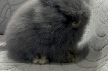 floofy boy