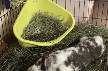 Anyone else’s bunny deflate?