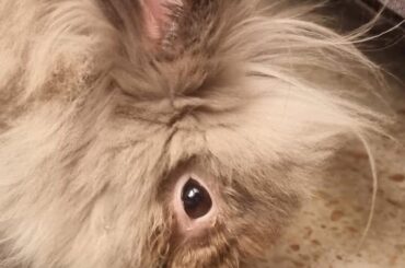 Is my bunny’s eye okay?