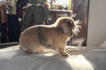 The whiskers are really doing something here