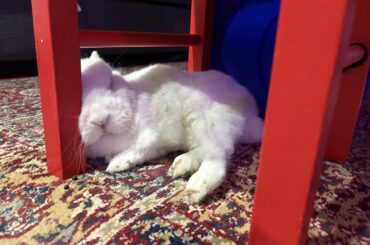 Comfy Chairleg to the Face