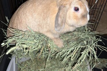 Does anyone else bunny like to eat their hay on top of the hay tray?