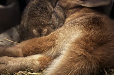 I know I post them a lot but oh my heart I love them so much. Lola Bun resting after her spay and Comrade Bun staying by her side keeping her warm and cozy. They are just the sweetest little buns.