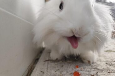 I just took the worst possible picture of my bunny.