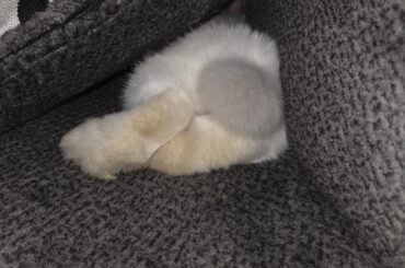 Fluffy butt!