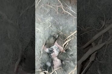 baby rabbits sleeping covered in their mother's fur #rabbit #bunny #cute #pets #animals