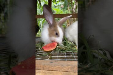 #cute #rabbit #relatable #pets #animals #bunny #bunnymoments #cutebunny #cuteanimals #guavafruits