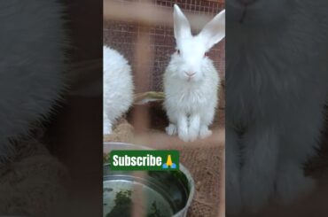 The Cute & Cuddly Evolution of Bunnies | Bunny Bounce Hub