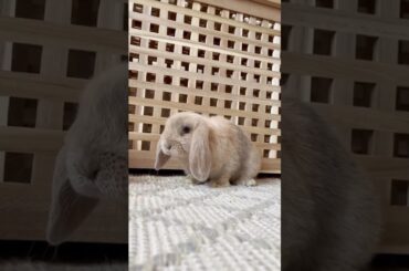 Omg So Cute #rabbit #rabbits #pets #bunny #petcare #petvideos #animals #shorts