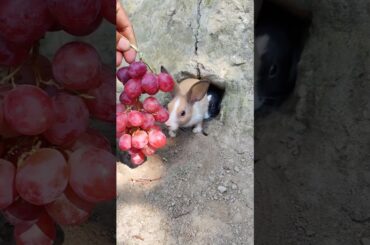 Little rabbit's reaction to grapes | Cute Rabbit Pastoral Pets - Rural cute pet #rabbit #bunny