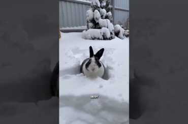 Cute Rabbit Playing in Snow | Bunny Enjoying Winter#rabbit #viralvideo #shorts