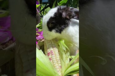 #rabbits #pet #bunny #animal #cute #mybunny #mycuterabbit #rabbitsofig #cutebunny